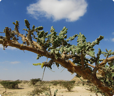 Frankincense