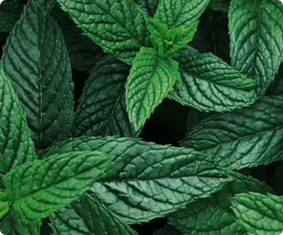 Peppermint