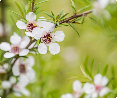 Tea Tree
