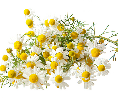 Chamomile