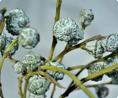 Eucalyptus